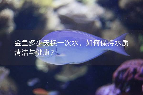 金鱼多少天换一次水，如何保持水质清洁与健康？