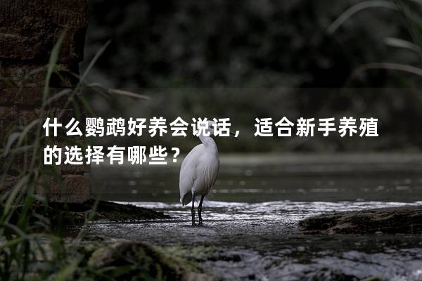 什么鹦鹉好养会说话，适合新手养殖的选择有哪些？