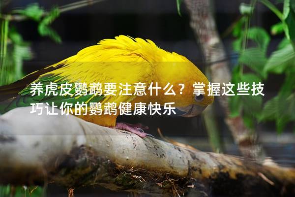 养虎皮鹦鹉要注意什么？掌握这些技巧让你的鹦鹉健康快乐