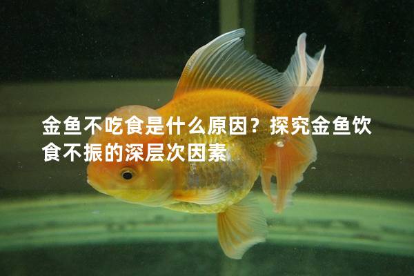 金鱼不吃食是什么原因？探究金鱼饮食不振的深层次因素