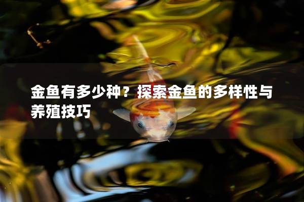 金鱼有多少种？探索金鱼的多样性与养殖技巧