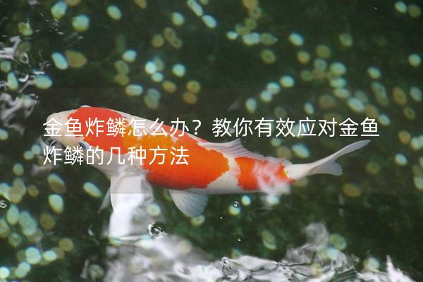 金鱼炸鳞怎么办？教你有效应对金鱼炸鳞的几种方法