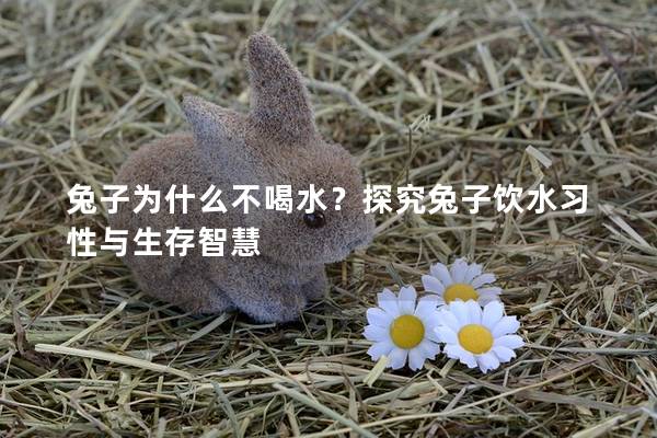 兔子为什么不喝水？探究兔子饮水习性与生存智慧