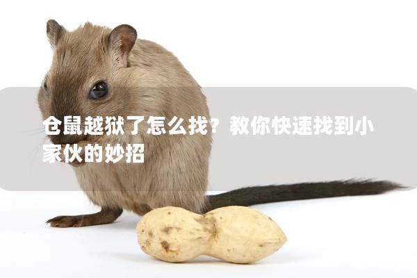 仓鼠越狱了怎么找？教你快速找到小家伙的妙招