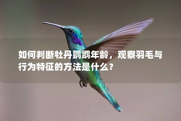 如何判断牡丹鹦鹉年龄，观察羽毛与行为特征的方法是什么？