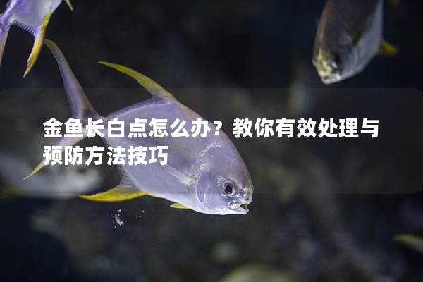 金鱼长白点怎么办？教你有效处理与预防方法技巧