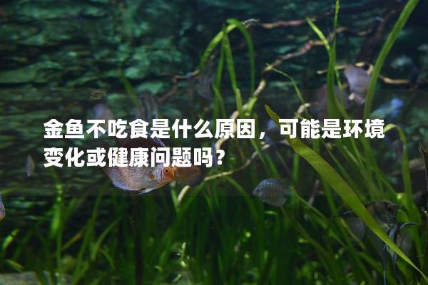 金鱼不吃食是什么原因，可能是环境变化或健康问题吗？