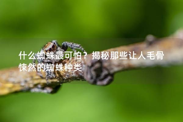 什么蜘蛛最可怕？揭秘那些让人毛骨悚然的蜘蛛种类