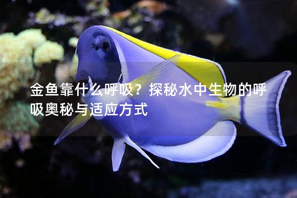 金鱼靠什么呼吸？探秘水中生物的呼吸奥秘与适应方式