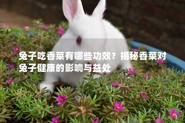 兔子吃香菜有哪些功效？揭秘香菜对兔子健康的影响与益处