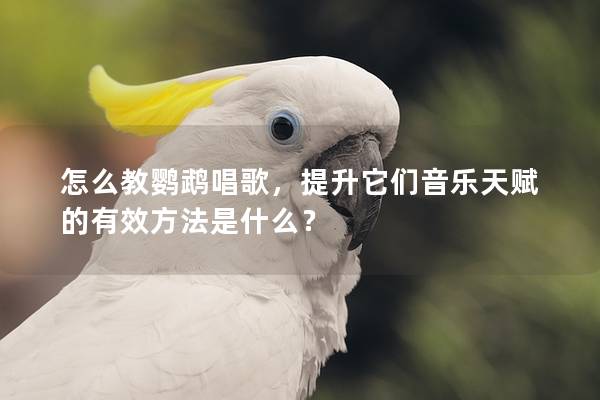 怎么教鹦鹉唱歌，提升它们音乐天赋的有效方法是什么？