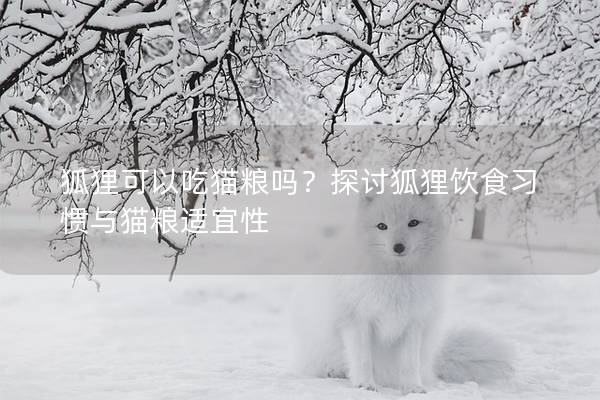 狐狸可以吃猫粮吗？探讨狐狸饮食习惯与猫粮适宜性