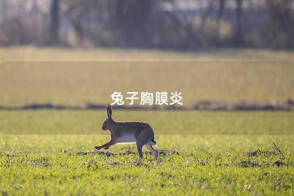 兔子胸膜炎