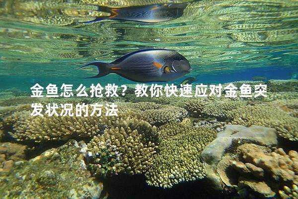 金鱼怎么抢救？教你快速应对金鱼突发状况的方法