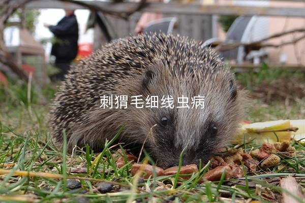 刺猬毛细线虫病