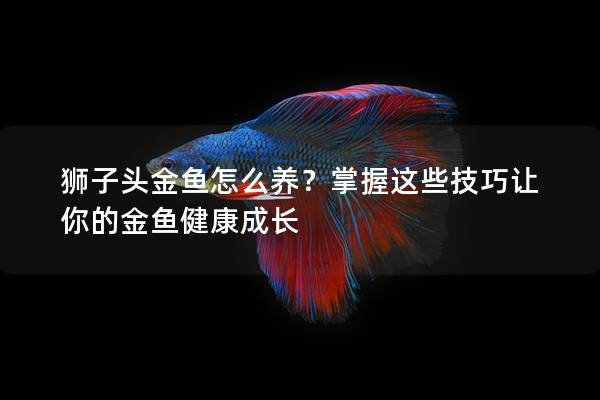 狮子头金鱼怎么养？掌握这些技巧让你的金鱼健康成长