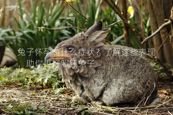 兔子怀孕有什么症状？了解这些表现，助你更好照顾兔子