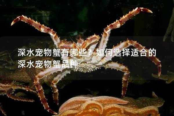 深水宠物蟹有哪些？如何选择适合的深水宠物蟹品种