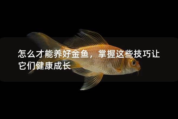 怎么才能养好金鱼，掌握这些技巧让它们健康成长