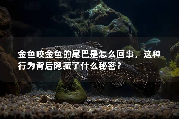 金鱼咬金鱼的尾巴是怎么回事，这种行为背后隐藏了什么秘密？