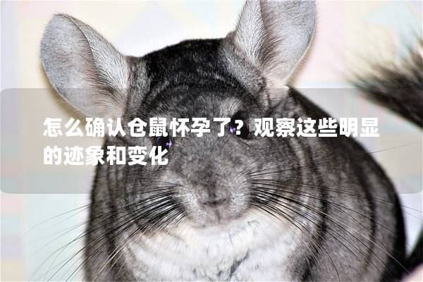 怎么确认仓鼠怀孕了？观察这些明显的迹象和变化