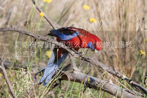 鹦鹉在窝里拉屎怎么办？教你几招轻松应对