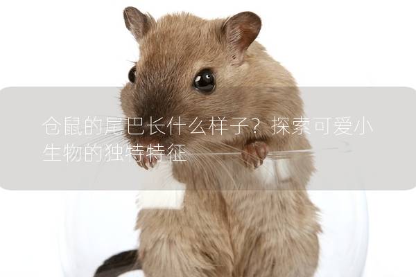 仓鼠的尾巴长什么样子？探索可爱小生物的独特特征