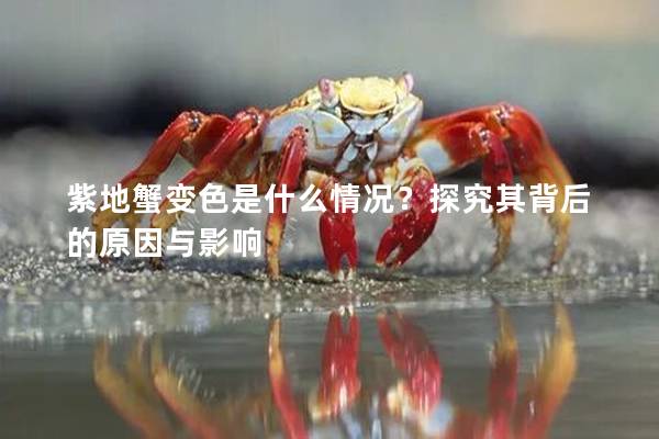 紫地蟹变色是什么情况？探究其背后的原因与影响