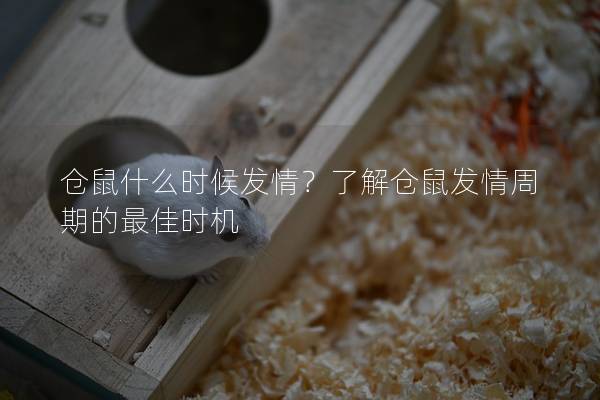 仓鼠什么时候发情？了解仓鼠发情周期的最佳时机