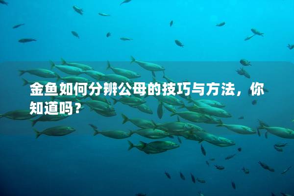 金鱼如何分辨公母的技巧与方法，你知道吗？