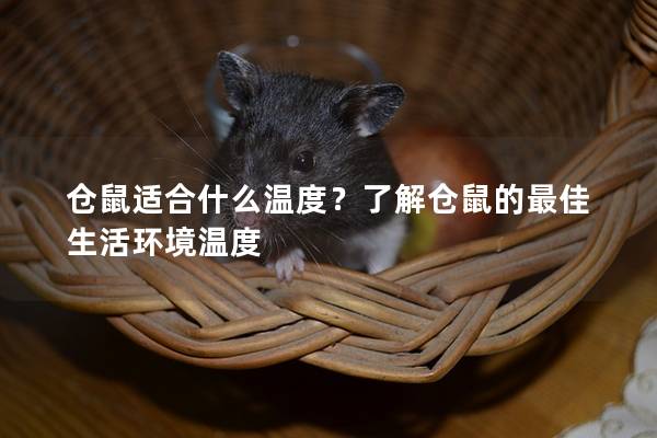 仓鼠适合什么温度？了解仓鼠的最佳生活环境温度