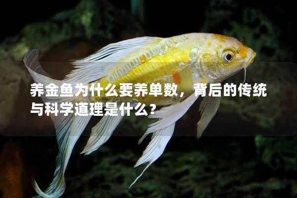 养金鱼为什么要养单数，背后的传统与科学道理是什么？