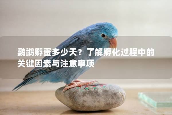 鹦鹉孵蛋多少天？了解孵化过程中的关键因素与注意事项