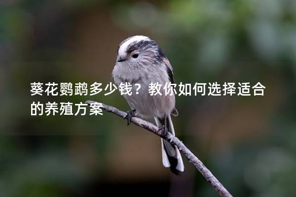 葵花鹦鹉多少钱？教你如何选择适合的养殖方案