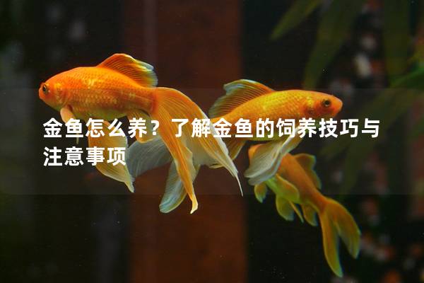 金鱼怎么养？了解金鱼的饲养技巧与注意事项