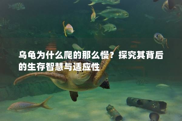 乌龟为什么爬的那么慢？探究其背后的生存智慧与适应性