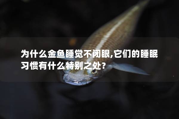 为什么金鱼睡觉不闭眼,它们的睡眠习惯有什么特别之处？