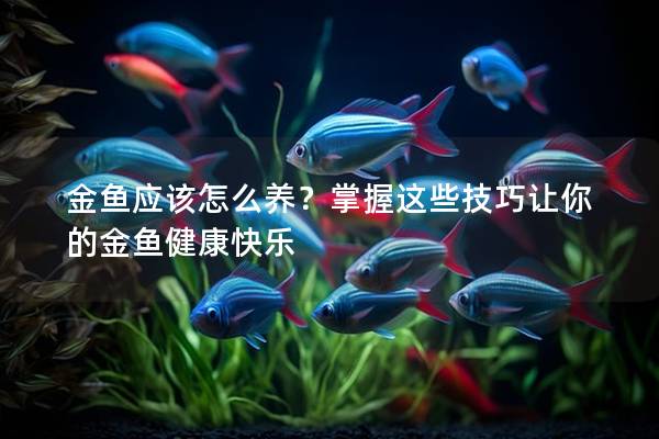 金鱼应该怎么养？掌握这些技巧让你的金鱼健康快乐