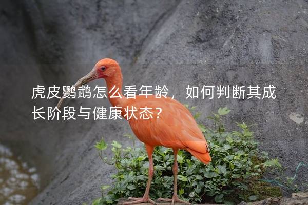 虎皮鹦鹉怎么看年龄，如何判断其成长阶段与健康状态？