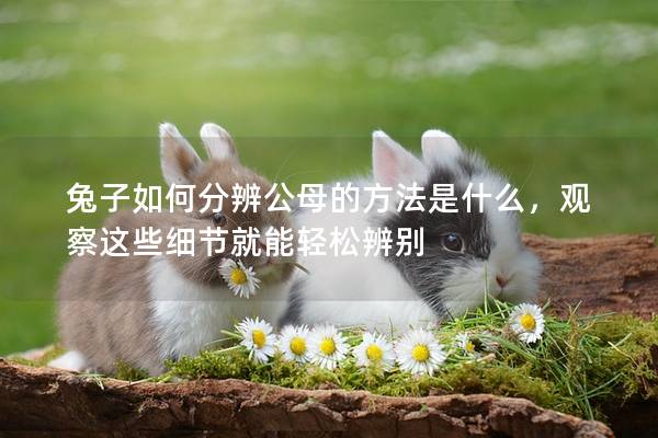 兔子如何分辨公母的方法是什么，观察这些细节就能轻松辨别