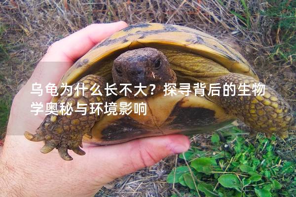 乌龟为什么长不大？探寻背后的生物学奥秘与环境影响