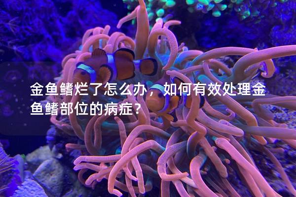 金鱼鳍烂了怎么办，如何有效处理金鱼鳍部位的病症？