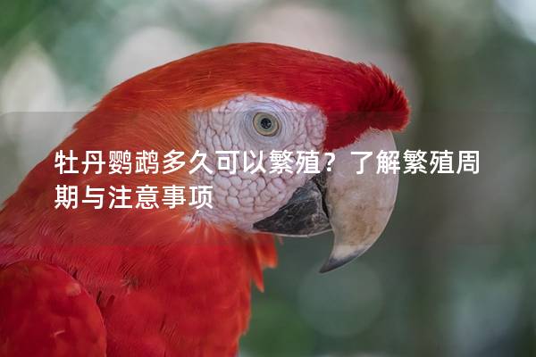 牡丹鹦鹉多久可以繁殖？了解繁殖周期与注意事项