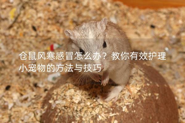 仓鼠风寒感冒怎么办？教你有效护理小宠物的方法与技巧