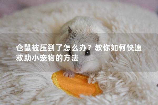 仓鼠被压到了怎么办？教你如何快速救助小宠物的方法