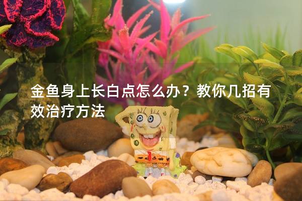 金鱼身上长白点怎么办？教你几招有效治疗方法