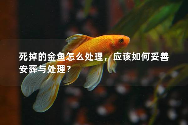 死掉的金鱼怎么处理，应该如何妥善安葬与处理？