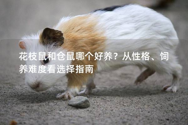 花枝鼠和仓鼠哪个好养？从性格、饲养难度看选择指南