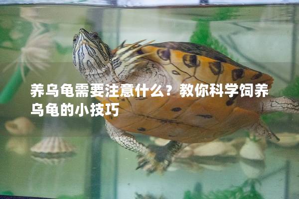 养乌龟需要注意什么？教你科学饲养乌龟的小技巧