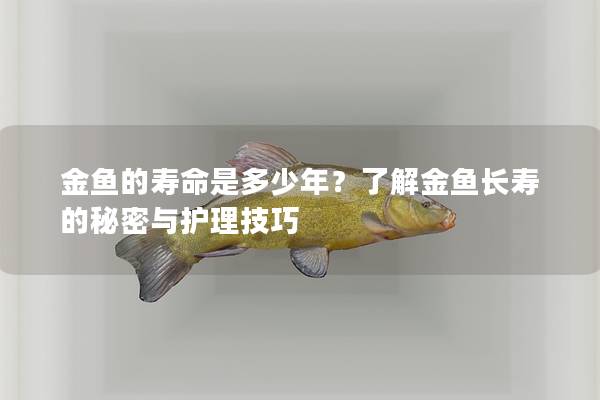 金鱼的寿命是多少年？了解金鱼长寿的秘密与护理技巧